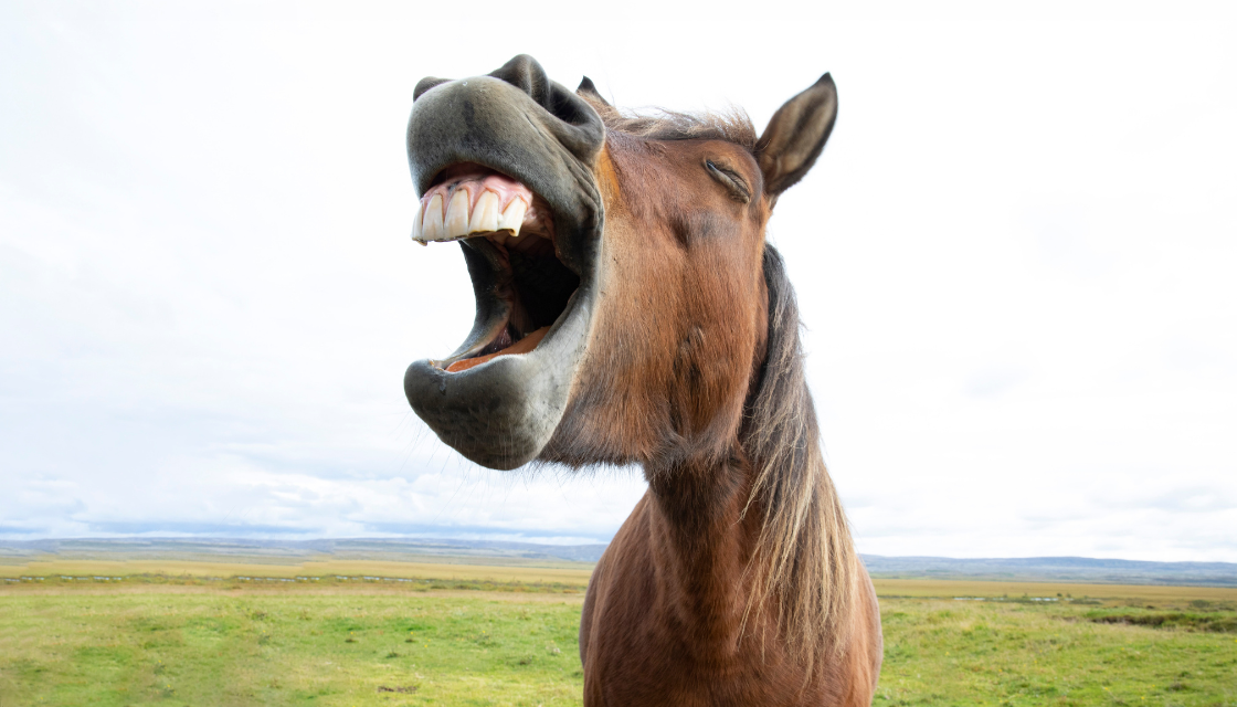 Ein Pferd steht auf einer Wiese und sieht aus, als würde es herzhaft lachen, während seine Zähne sichtbar sind. Lachen ist gesund – nicht nur für Menschen, auch Tiere scheinen Lebensfreude zu zeigen.