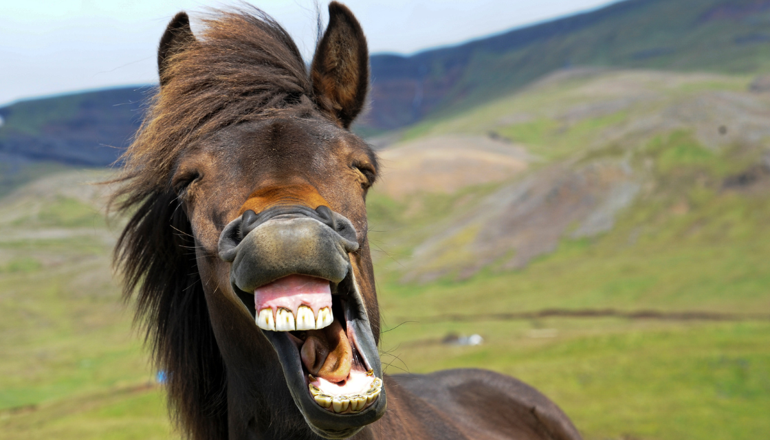 Ein Pferd scheint herzhaft zu lachen und zeigt dabei deutlich seine Zähne vor einer grünen Hügellandschaft. Das Bild erinnert humorvoll daran, warum manche Menschen ihr Lachen verbessern möchten