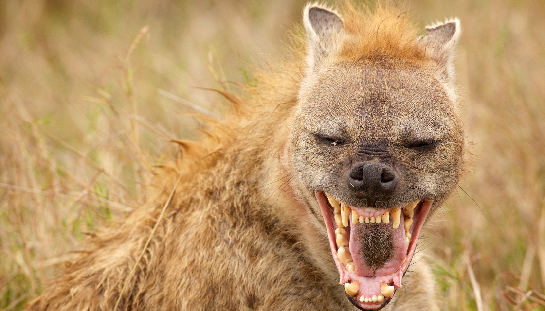 Eine Hyäne zeigt ihr breites, fast schadenfrohes Grinsen mit entblössten Zähnen in der Savanne. Wer sein eigenes Lachen verbessern möchte, erkennt hier schnell, wie stark Mimik und Klang zusammenwirken.
